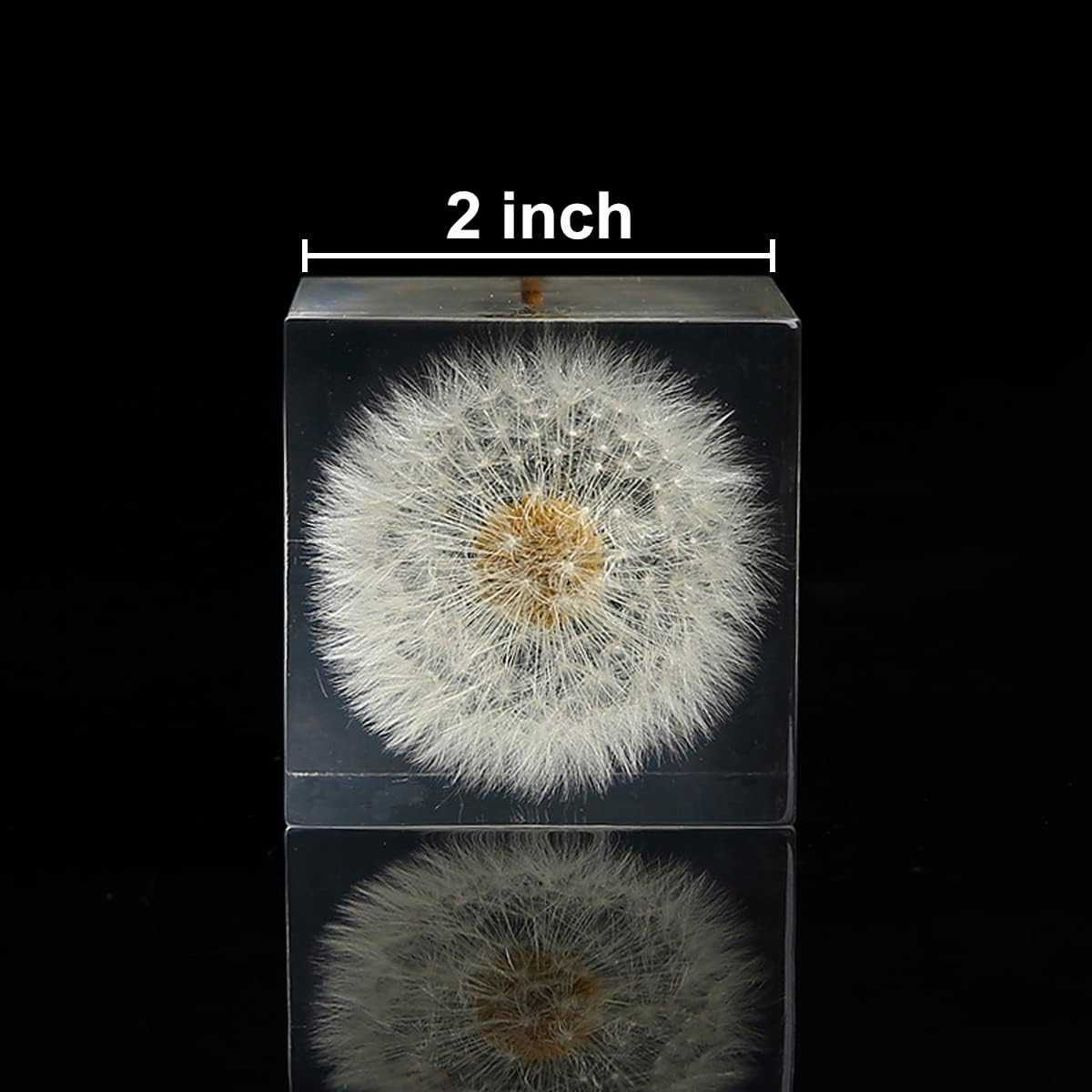 DESHINTKE Cube Dandelion Specimen Paperweight with Wood Box, 2 inch Transparent Real Dandelion Desktop Decor Decoration 4 61QpzHEXsiL. AC SL1200 - northernschoolofshiatsu.co.uk