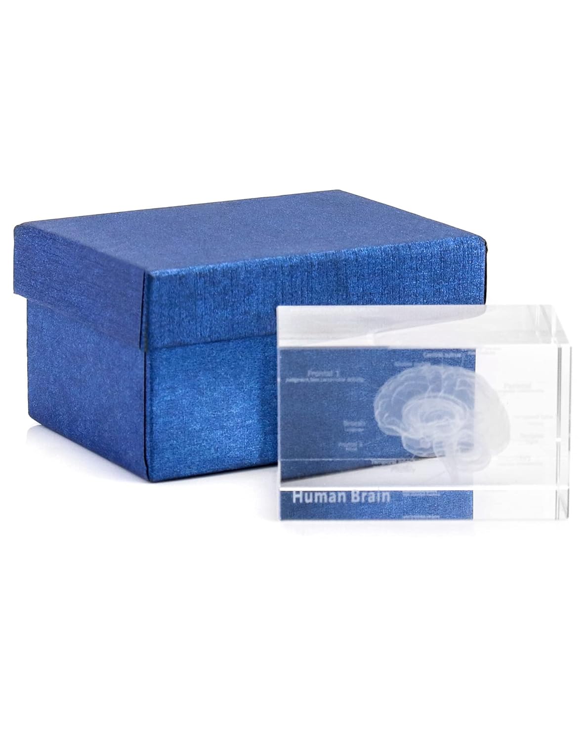 QWORK 3D Human Brain Anatomical Model, Laser Etching Crystal Glass Cube Science Gift Paperweight (LED Base not Included), 3.1(L) x2(W) x2(H) inches 5 71rUjtsZONL. SL1500 - northernschoolofshiatsu.co.uk